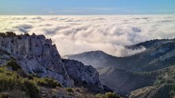 Dans la forêt des calanques