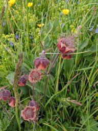 Rando ferrata kandersteg