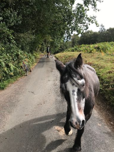 Survived attacks from squirrels, dogs a wasp and this horse