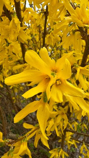 Vorm Haus blühen inzwischen die knallgelben Forsythien.