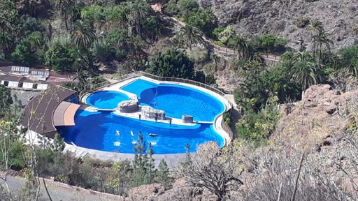 Dolphin show at Palmitos Park