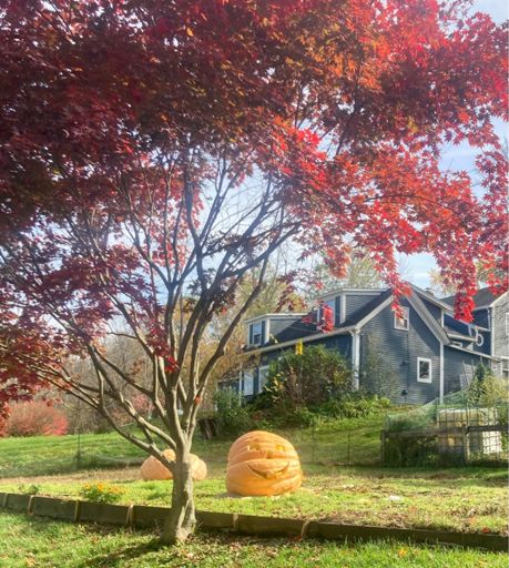 Bill Straub's great pumpkin