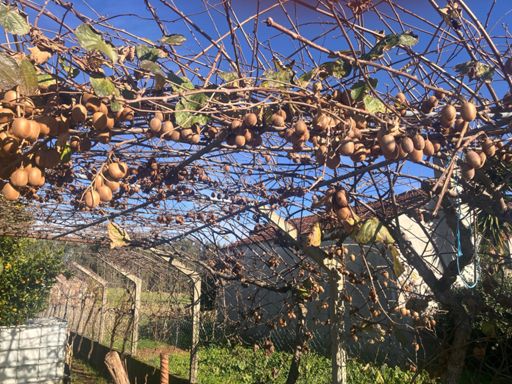 A whole lotta kiwis!!🥝