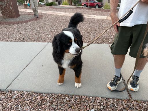 This is Blue, a neighbor's Bernese Mountain Dog