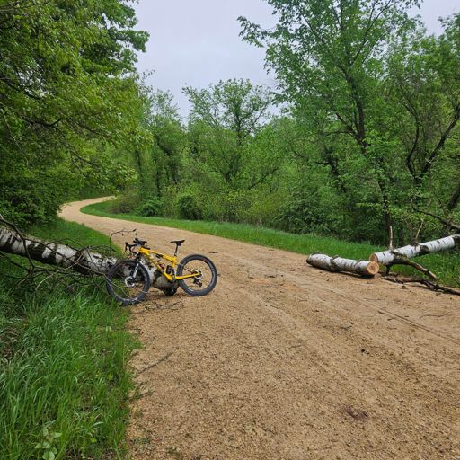 One of several trees that were cleared from the road
