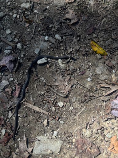 Cute lil ring neck we found on the trail