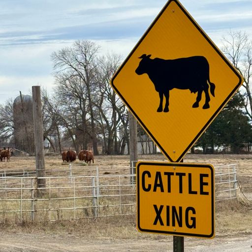 Highland Cattle crossing.