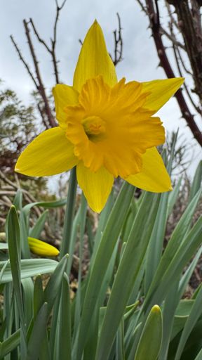 Die ersten Narzissen blühen in der kühlen Frühlingsluft.