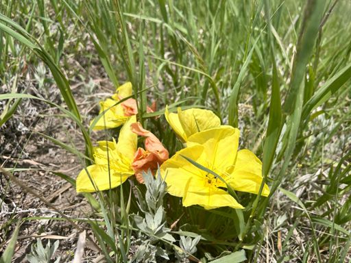 Evening Primrose