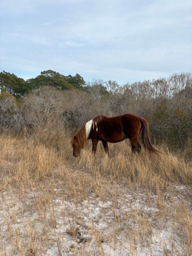 Saw the horses on the island! 