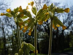 Sortie à vélo l’après-midi