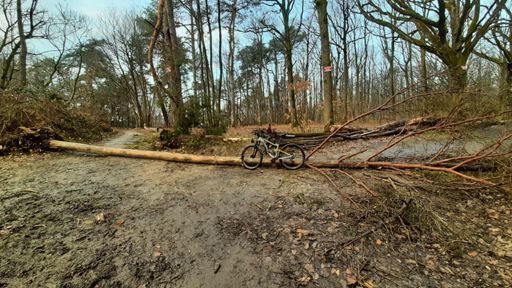 Toujours des arbres déracinés au moindre coup de vent
