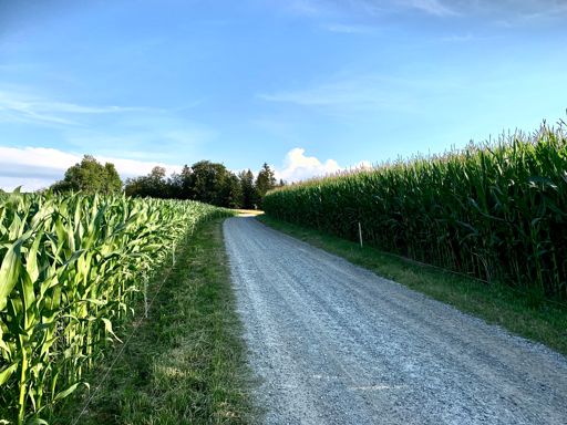 Baldern - die hohen Maisfelder bilden neue Strassenräume!