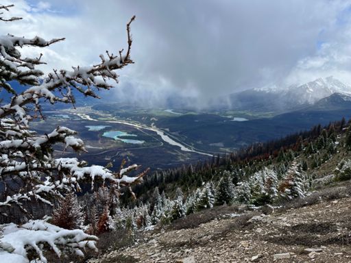 Out of the trees and into the snow
