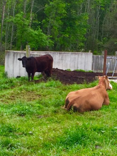 Cow cloudy rain spitting day