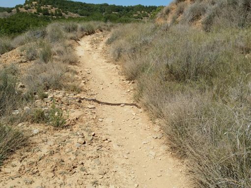 Not even throwing stones to scare the snake. Had to go around