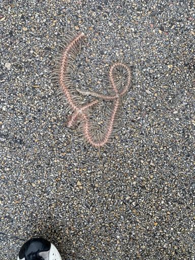 Strange things wash onto road after heavy rain