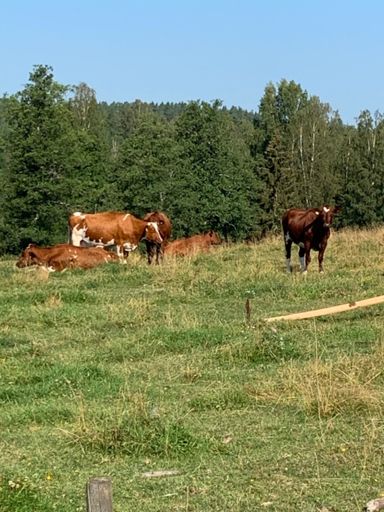 Kossor längs vägen!