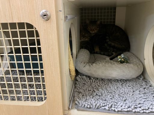 Soju and Zuzu hiding in their cage