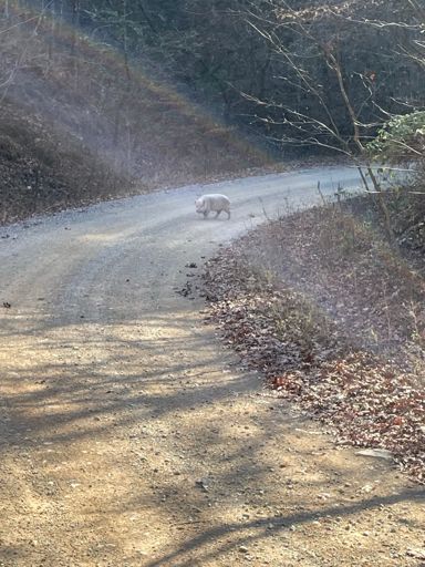 I had to swerve to avoid hitting this pig in a fast left hand corner on fs302.
