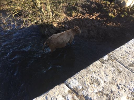 A cow paddling