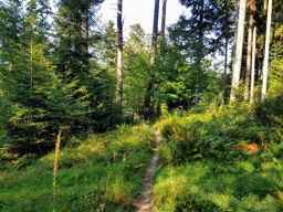 VTT Grendelbruch Rosheim Barr Neuntelstein