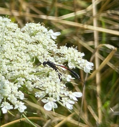Gasteruption sp. (Schmalbauchwespe)