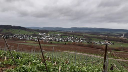 Blick durch die Weinberge auf Rivenich