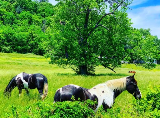 🐎. 💨💨🐎 💨💨