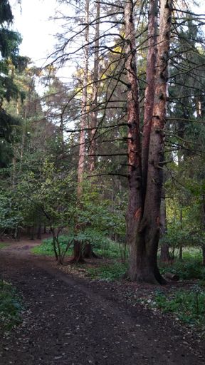 Трёхглавая ель умерла в этом году(