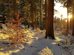 Donon à l’improviste