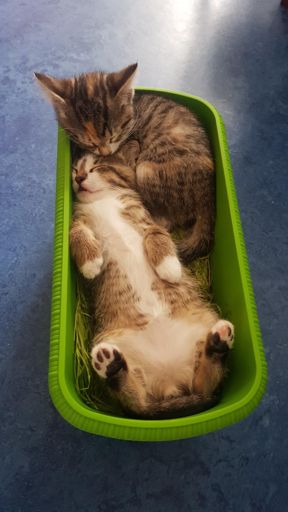 Пополнение штаб-квартире паркрана.