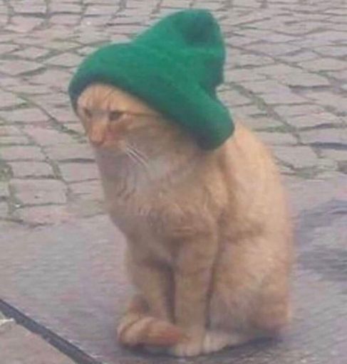 i saw four cats today