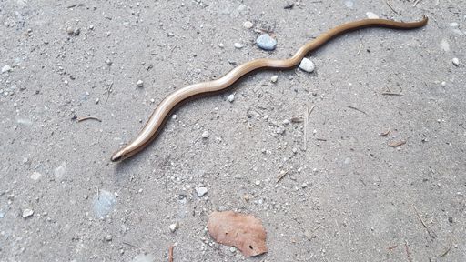 Trail"snake"