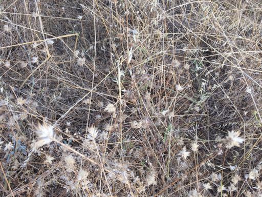 Spot the snake? (Clue1: it's just above and right of centre. Clue2: it's a horned nosedviper 🐍)