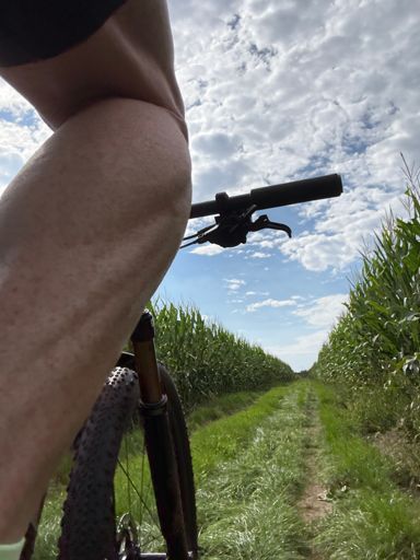 " ...kukurydza, po pas nam, po pas ..."