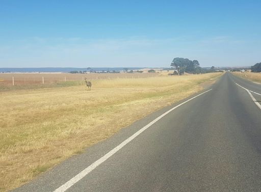 Emu cruising out west