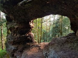 La saison des brimbelles commence ????