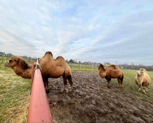 Kacper, Mepchior i Baltazar