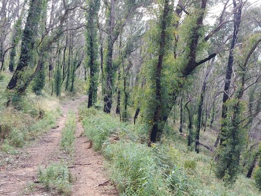 Jenolan River fire trail. It disappeared into nothing after this photo