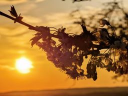 Footing au lac + sunset sur le retour