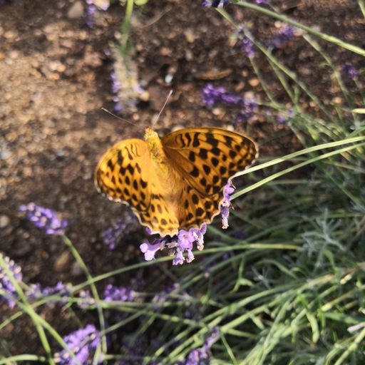 Koselig selskap mens jeg pumpet opp dekka 😎