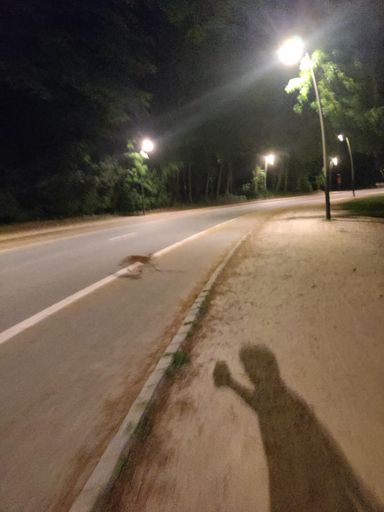 What does the fox say?