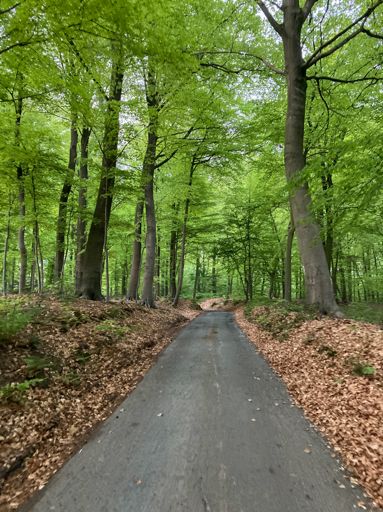 Tien minuten na het vertrek en we zullen al in het bos zitten. Vitaminen tanken! (Dat wordt hier trouwens groener per keer dat ik passeer. Leve de lente.)