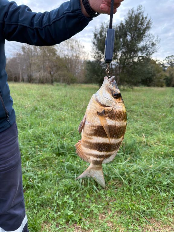 De pesca 🎣 por las marismas