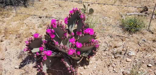 Patches of these desert flowers
