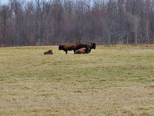 Taste of Wyoming in my backyard