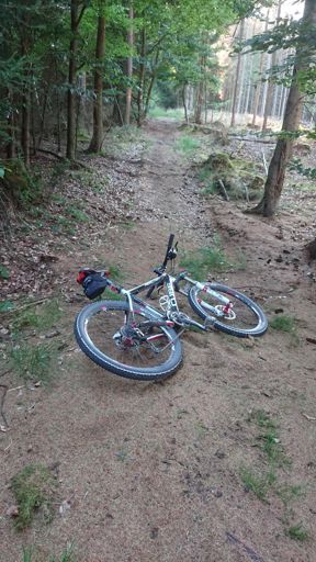 Auf Fichtennadeln weich gefallen😅