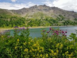 Rando fleurie autour du lac d’Allos