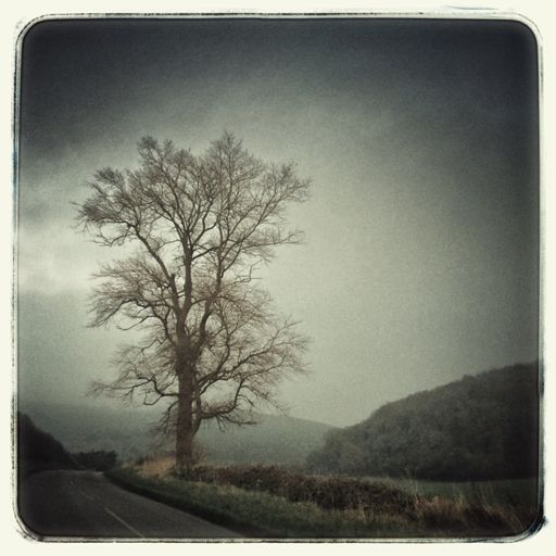 Foggy day on the Downs